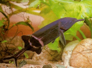 african elephant fish